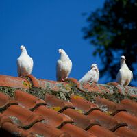 Estos son los mejores trucos, que además son eco, para alejar a las palomas de balcones, ventanas y terrazas