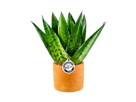 Sansevieria