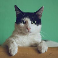 Los gastos por vacunar a tu animal no los vas a poder desgravar en la Renta para pagar menos impuestos
