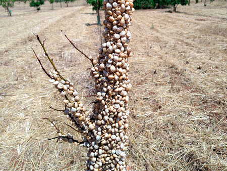 Algunos Arboles Estan Colonizados Por Completo Por El Caragoli
