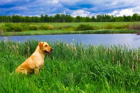 Algunas algas tóxicas pueden enfermar a tu perro si permites que se bañen en un algunos lagos
