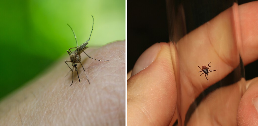 No quiero que mi terraza o jardín se llene de mosquitos y garrapatas después de tanto llover. Tres plantas que voy a poner para evitarlo 