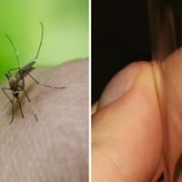 No quiero que mi terraza o jardín se llene de mosquitos y garrapatas después de tanto llover. Tres plantas que voy a poner para evitarlo 