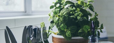 Estos son los consejos imprescindibles para cuidar las plantas de interior si las metes de nuevo en casa tras el verano en el balcón