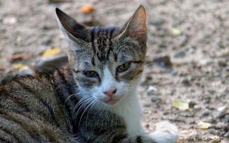 Epilepsia Gatos