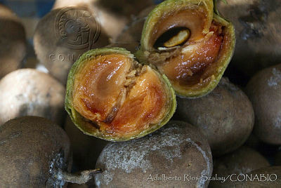 Estos son los beneficios del Chicozapote, qué es y cómo prepararlo. Fruto de la gastronomía ancestral de México