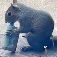 Pense duas vezes antes de jogar isso no chão: o inesperado flagra de animais selvagens viciados em um objeto humano bem comum 