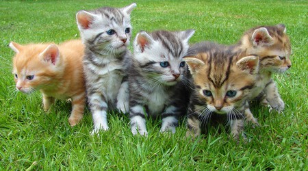 Esterilizar gatos beneficios relación Ley Bienestar Animal