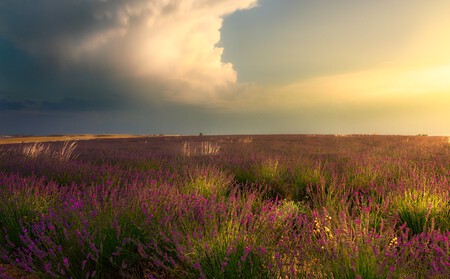 campo de lavanda