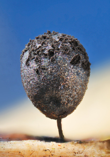 Super Macro De Una Lamproderma Sp