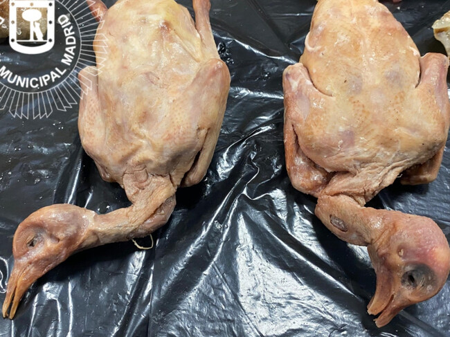 Palomas Pato Usera