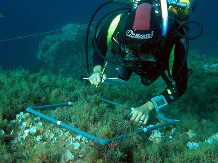 El calentamiento del agua pone en peligro los bosques de algas