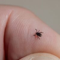 Casi todos los teléfonos móviles tienen un detector de garrapatas incorporado en la cámara