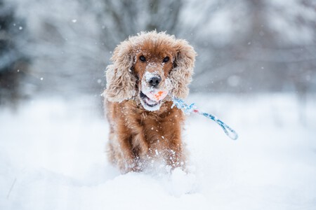 Perro en la nieve