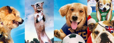 Las 5 películas de perros jugando al fútbol para ver en los descansos del Mundial: un subgénero tan malo que me ha fascinado