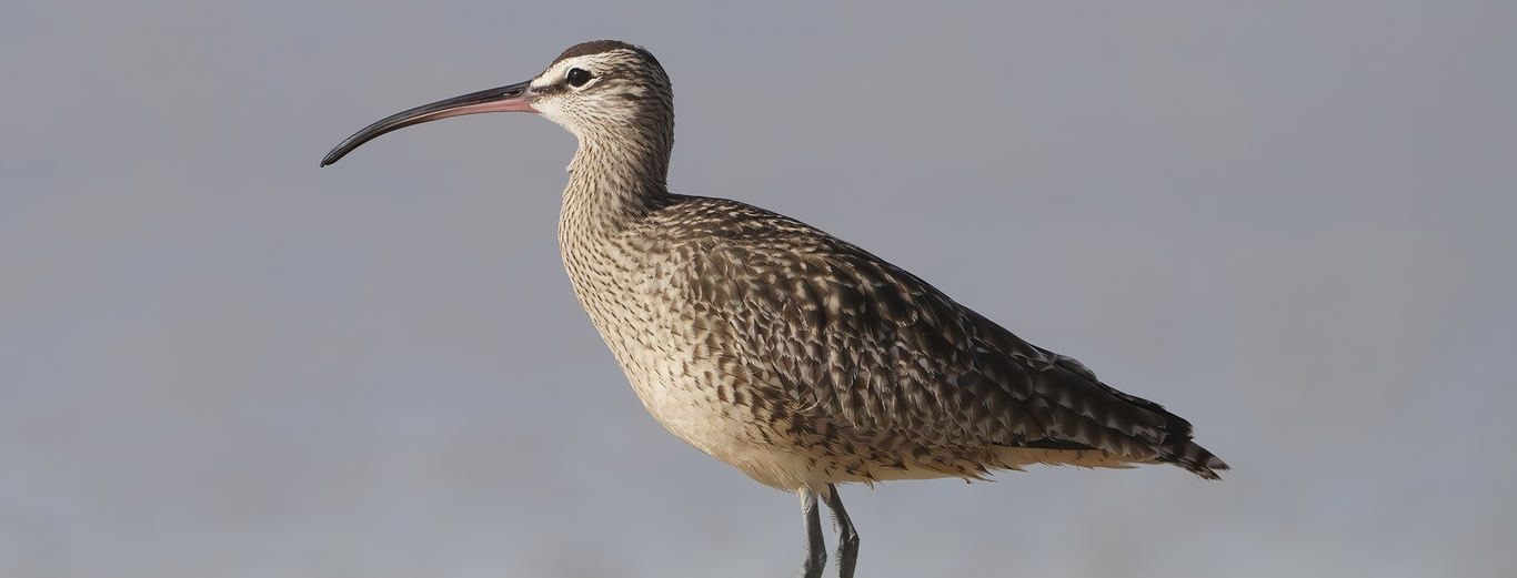 Una especie de ave europea se declara extinta por primera vez en tiempos  modernos: adiós al zarapito de pico fino