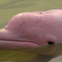 Detectan químicos de pantallas en cerebros de delfines: la basura electrónica ya llegó al océano 