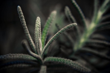 El 21% de todas las plantas conocidas están en peligro