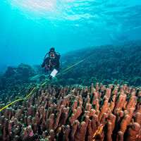 Científicos creyeron haber encontrado la criatura marina más grande del mundo, pero a los pocos días hallaron una que duplica sus dimensiones