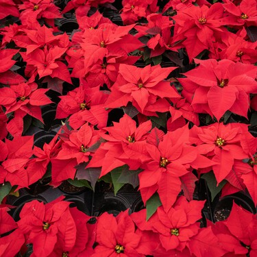 La flor de Pascua y los gatos no se llevan bien: cómo proteger a tu minino de esta planta tóxica para él 
