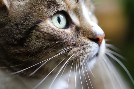 Gato Europeo Comun Detalle2