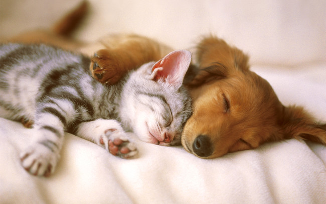 Gato y perro