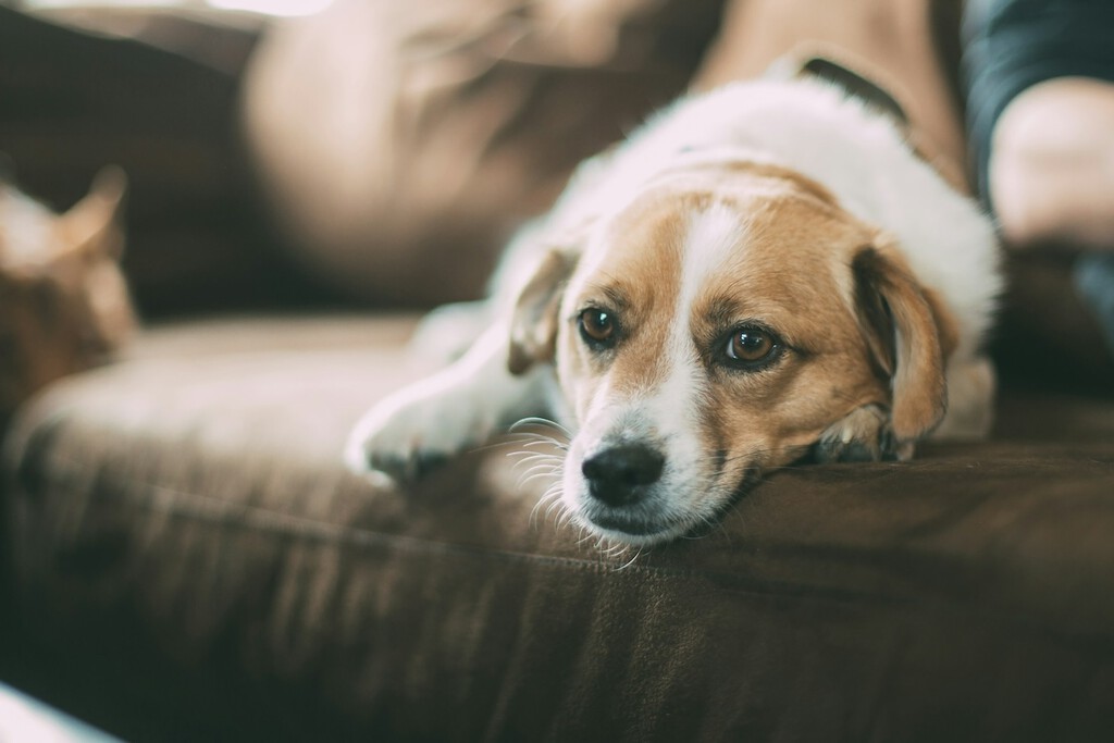 Vivo con mi mascota en un bloque de pisos: estas son las medidas y prohibiciones que puede ejercer el vecindario 