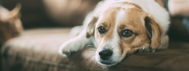 Vivo con mi mascota en un bloque de pisos: estas son las medidas y prohibiciones que puede ejercer el vecindario 