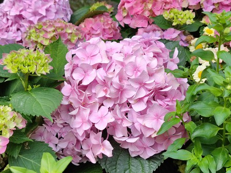 hortensia
