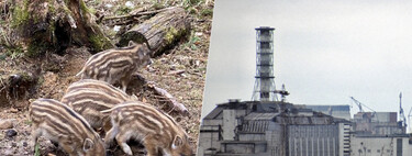 Cientistas descobrem: o acidente nuclear não é o real motivo de os javalis de Chernobyl serem radioativos 