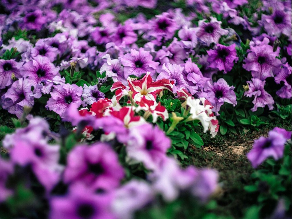 La bonita flor de mil colores que compite con el geranio y es fácil de cuidar: si la plantas en abril, llenará de color todo el verano