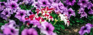 La bonita flor de mil colores que compite con el geranio y es fácil de cuidar: si la plantas en abril, llenará de color todo el verano