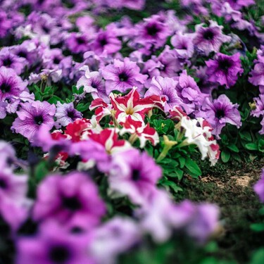 La bonita flor de mil colores que compite con el geranio y es fácil de cuidar: si la plantas en abril, llenará de color todo el verano