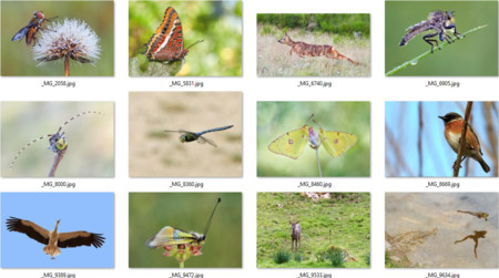 Biodiversidad virtual, identificando las especies de tus fotos de naturaleza