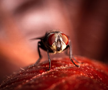 Mosca