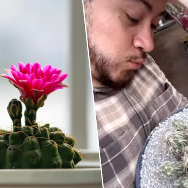 El experto jardinero Jonathan Citadino avisa: "Los cactus solo florecen cuando la planta está madura"
