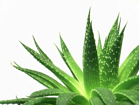 Aloe Vera, tu aliado cosmético