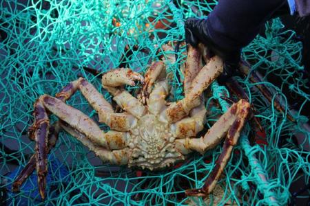 king_crab_safar2i.jpg