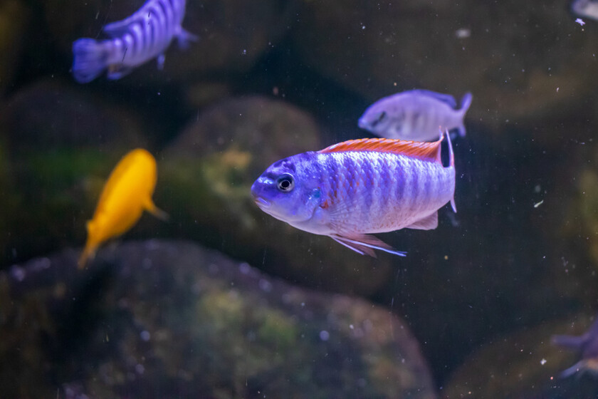 Este será el acuario más grande de América Latina y está dentro de un ...