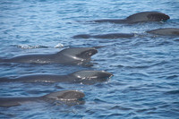 Las ballenas, atractivo turístico en Canarias