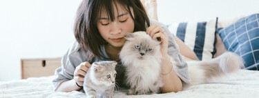 Los gatos se comunican con nosotros y así es cómo podemos entenderles 