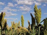 Los cereales en la alimentación infantil: sorgo, mijo, sésamo y arroz salvaje