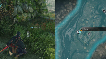 Gato Maita Punto De Interes Yerba