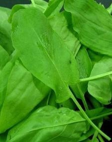 La acedera, rica para las ensaladas, sopas o purés