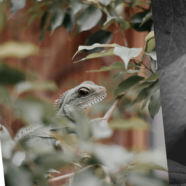 Si ves una lagartija “muerta” en tu casa, no la toques: este es el motivo científico detrás de su “congelamiento”