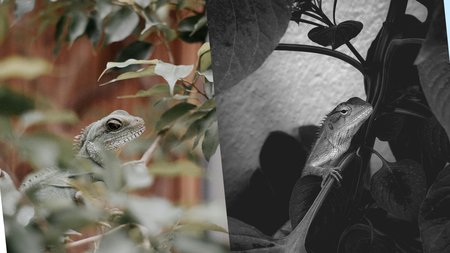 Si ves una lagartija “muerta” en tu casa, no la toques: este es el motivo científico detrás de su “congelamiento”