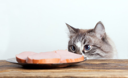 ¿Tu gato se sube a la mesa? Tranquilo, este robot guardián le asustará para que deje de hacerlo