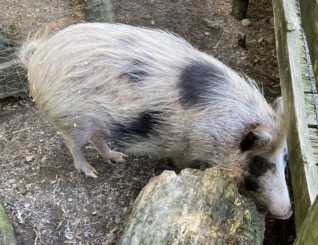 Auckland Island Pig Cropped