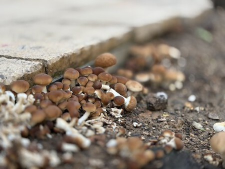 hongos
