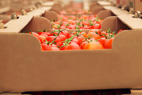 Tomates Transgenicos Reino Unido 1